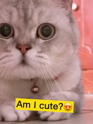 A post by @alisacerny on TikTok caption: #eyeslipsface #petstory #keepingitcute #cats #petroutine