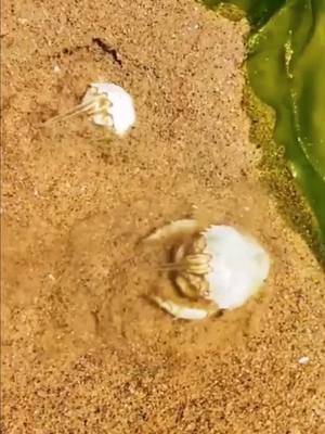 A post by @seanimal on TikTok caption: #cute #crab 🦀