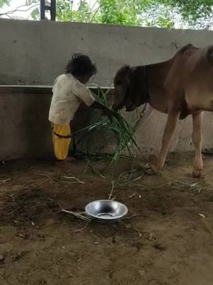 A post by @manojprajapati3672 on TikTok caption: #દેશીકાનુડો #ગામડું #ગાયુ_નો_ગોવાળ #બનાસકાંઠા🙏👍 #tiktok_indi #@kuvarprajapati @rockstarajaythakor