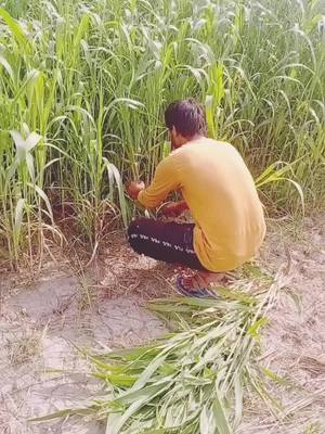 A post by @virender.kundu1 on TikTok caption: 🌾🌾Jaat jamidar🌾🌾#jaat #desijamidar #jaatlife #haryaneaale @sagar.kundu @kundusanju123 @aman_bhanwala @ch.amitbalhara