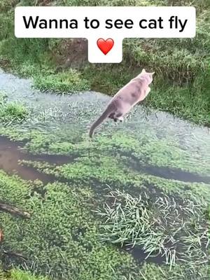 A post by @alovelyycat on TikTok caption: Can u give red heart ?!❤️ #cat #fly #fyp #foryou #pet