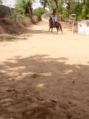 A post by @banna858 on TikTok caption: 🙏❤🐎