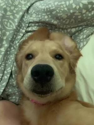 A post by @dreaperez05 on TikTok caption: #MakeSomeoneSmile #dogsoftiktok #fyp #goldenretriever #cutie