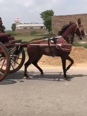 A post by @jadeja_harpalsinh1 on TikTok caption: #horselovers #horsereval #horserevalchal #kutchhorse #sindhihorse #myjurney #rewal @jadejass2 @jadeja_harpalsinh_shikra @aj_jat4800