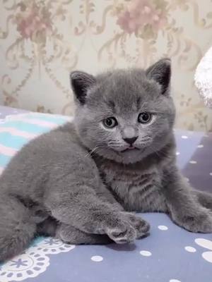 A post by @ds6302845 on TikTok caption: #cat#pet#baby#tiltokanimal #foryou