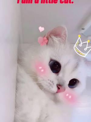 A post by @solovelyheart on TikTok caption: Could u give me a name?#fyp #foryou #foryoupage #cat #cuteee #pet