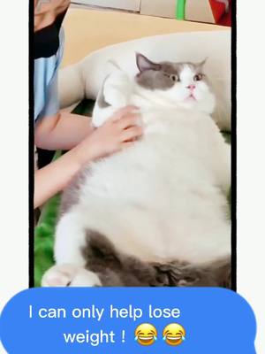 A post by @wigginst2 on TikTok caption: I can only help lose weight！#cat #catlover #MakeSomeoneSmile