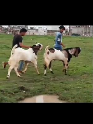 A post by @muzahidbhopaligoatfarm on TikTok