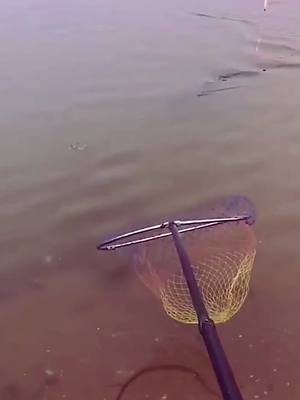 A post by @seanimal on TikTok caption: #fishing