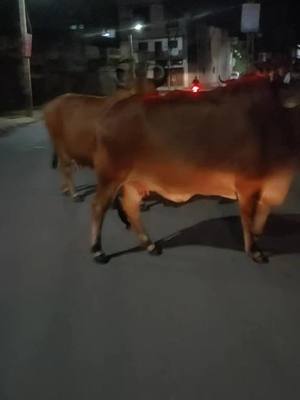 A post by @devlo_bharvad on TikTok caption: ગવ શેવક #devlo_bharvad #gj3_rajkot