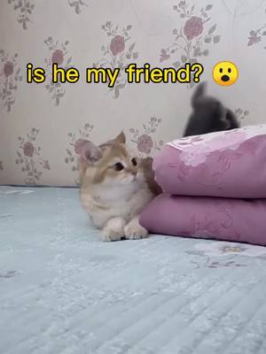 A post by @ds6302845 on TikTok caption: I tried 💕 #cat #pet #friendship #foryou