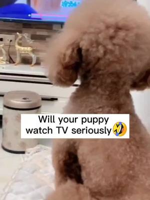 A post by @puppyzaizaihuizai on TikTok caption: Do you think He understands🐶 🤔#lovedogs #puppy #cutedogsoftiktok #fpypage #foryou