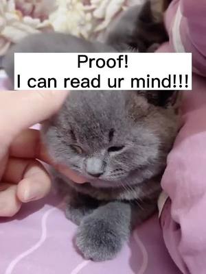 A post by @ds6302845 on TikTok caption: Did I read ur mind? #cat#catlover #pet#foryou