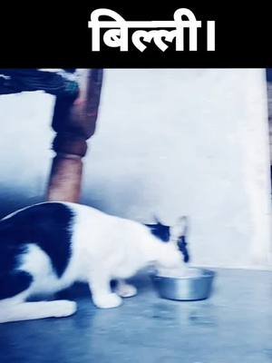 A post by @aashu_karnal_hro5 on TikTok caption: cute 🐈 cat #aashu_karnal_hr05