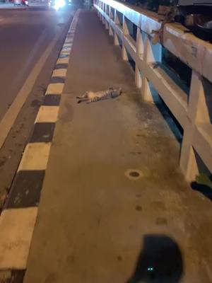 A post by @almart_pets on TikTok caption: A cat drunk on the side of the road