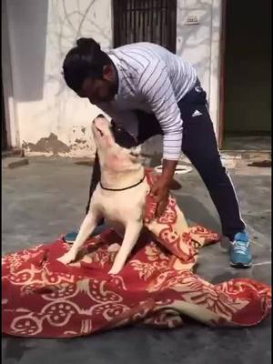 A post by @sunofcokeen914 on TikTok caption: #doglovers