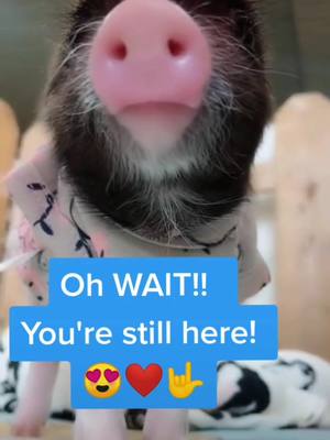 A post by @oreopet on TikTok caption: Can we be BFF? Pls Follow + Like if you don't think I'm ugly and want to be my BFF!🐽 #tiktokpets #cute #pig #bff #fyp