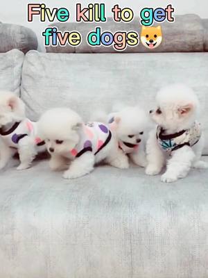 A post by @crazyartistsss on TikTok caption: Five kill to get five dogs 🐶#FOLLOWING#LOL #teacupdog#poordog #puppylove #puppy#dog#foryoupage #foryou#fyp#fypシ