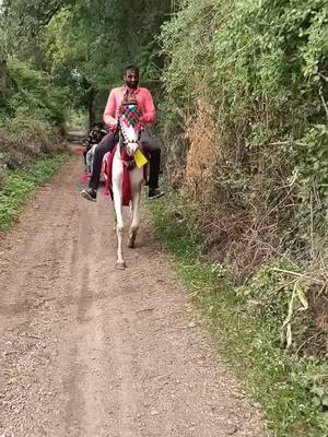 A post by @bhaveshbhai...bharvad on TikTok caption: my Horse trenig 😘