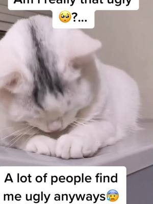 A post by @alovelyycat on TikTok caption: Am I ?🥺#tiktok #cat #reallife #fyp #foryou