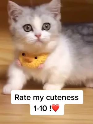 A post by @alovelyycat on TikTok caption: 1?❤️ Do you like me?#tiktok #cat #reallife #cut #fyp #foryou