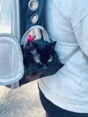 A post by @costumecat on TikTok caption: She loved hiking in the mountains, Where should I take my cat next? #Hiking #adventurecat #petlover #catbackpack