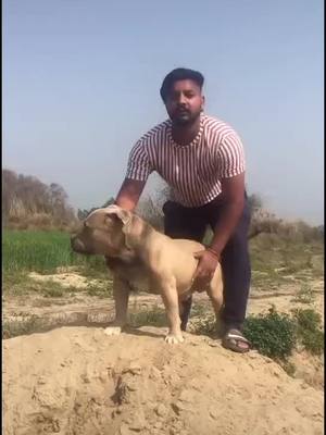 A post by @sunofcokeen914 on TikTok caption: #doglovers