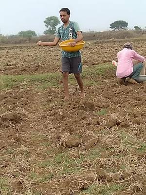 A post by @devendra_yadav_712 on TikTok caption: मोर बाबू जी अऊ मै धान छिचत हन, ☺☺☺ जय जवान जय किसान ☺🌾🌾🌾🌾🌾