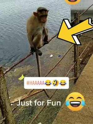 A post by @mdaamir0580 on TikTok caption: haaaaaaa 😂🤣😂#viral #tiktok #video #haintaiyaarhum #myntraeorschallenge @tiktok_india