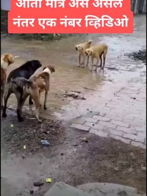 A post by @ramaरामmankari on TikTok caption: #टीकटाकवाले #किंग_ऑफ_महाराष्ट्र #परभणीकर #इंडिया #धन्यवाद