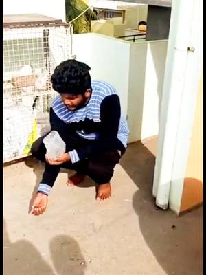 A post by @darshanappu05 on TikTok caption: pegions lover ❤#dharshanappu05 #supportme #viralchallenge #viral_video ##viral #supportme #petlover