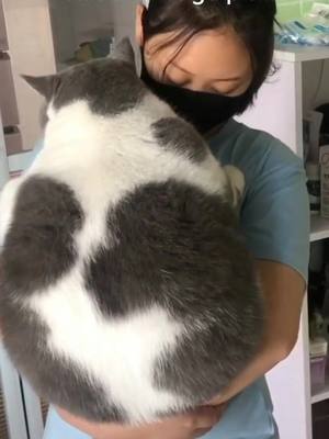 A post by @pet_story__ on TikTok caption: Too heavy...help...#FeelTheFlip #pet #cat #SNOOZZZAPALOOZA