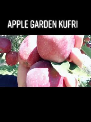 A post by @dharamvirverma.com on TikTok caption: APPLE GARDEN KUFRI##kufri #foryoupage #tiktok_india #fyp