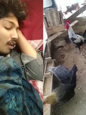 A post by @_abiraj_ on TikTok caption: 🐔🎶 തുടിയിൽ ഉണരും ത്രിപുടകേട്ടു തുയിലുണർന്നു പാ...ടിയെന്റെ 🔥 ഒരു ദിവസത്തെ മുഴുവൻ ഒരുമിച്ച് കൂവിത്തീർത്തതാ പഹയൻ 🤣🤦 INSTAGRAM വാ 😃 ID👉Profile 💙