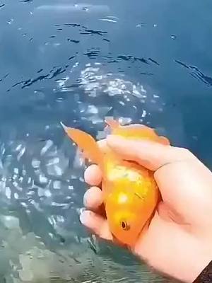 A post by @govind.k.singh on TikTok caption: Stockholm syndrome fish #song #tiktok_india #viral #fish #amazing