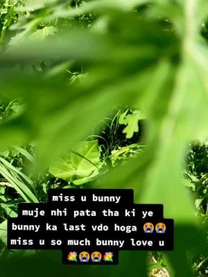 A post by @sonurokde9359 on TikTok caption: miss u bunny muje nhi pata tha ki ye bunny ka last vdo hoga 😭😭miss u so much bunny love u 💐😭😭💐#foryou #viralvideo #sonurokade9359#tiktokindia