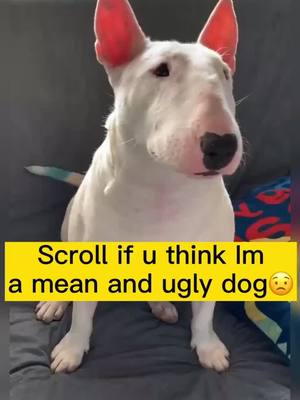 A post by @cassianrfaros on TikTok caption: Just scroll if u hate me i understand😭#dog #foryou #dogg #tiktokpets