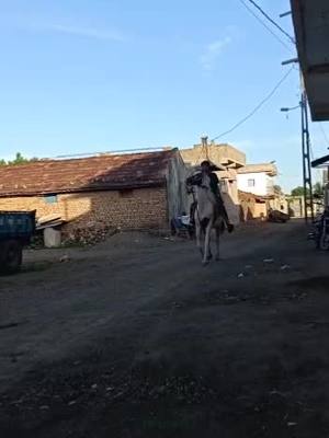 A post by @pratik_patel07 on TikTok caption: #gariyadhar #pratikpatel07 #horselover