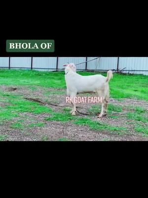 A post by @rkgoatfarm on TikTok caption: BHOLA OF #rkgoatfarm #rkbolte #dilserkbolte #goatfarmindia #goat #goats #goatlover #bakrebaaz