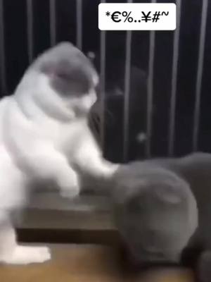 A post by @pet_story__ on TikTok caption: Kongfu cats #cat #kongfu #ladygaga @ladygaga