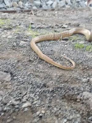 A post by @harshaddada333 on TikTok caption: cobra snake release time kadleli video 😍#सर्पमित्र #शेतकरी__राजा #foryour #viral #foryoupage #snakechallenge #tik_tok_india #trending