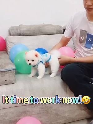 A post by @petstoryyy on TikTok caption: 😂 my doggy have big skill😘. Don't scroll, just leave a heart be my friends 😘😘 Follow me for more funny, I will mke u happy😘#doggy #foryou