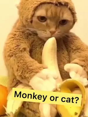 A post by @alisacerny on TikTok caption: Monkey or cat? #pet #cats #catsoftiktok #catlover #fyp