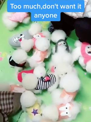 A post by @crazyartistsss on TikTok caption: If u want,please leave a message 🥰#pet#teacupdog #dogs #DogsOfTikTok #animethings #petsvlog #foryou #fyp#fypシ