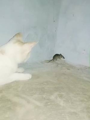 A post by @rdineshrdinesh4 on TikTok caption: #cat video games #likes