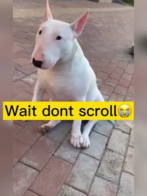 A post by @cassianrfaros on TikTok caption: do u love dogs#dog #pet #tiktokpets #petlove #foryou