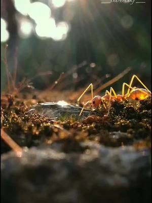 A post by @_abiraj_ on TikTok caption: 🌄 GOOD MORNING 🌄 Here's a Visual of ANTS 🥰 ചെറുതാണെങ്കിലും അവരുടെ ലോകത്തും മനോഹരമായ കാഴ്ചകൾ കാണാം ❤️ INSTA 👉_abiraj_💙 #thrissurkaran #foryoupage