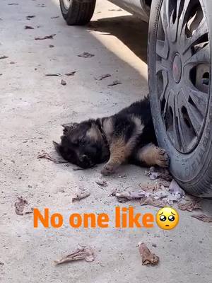 A post by @petstoryyy on TikTok caption: would u be my friend?😢#fyp #foryoupage #foryou #doggy