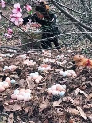 A post by @chickenbigboss on TikTok caption: How many nests of eggs do you see?#egg #chicken #fyp #foryoupage