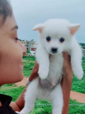 A post by @nisha_nikhil on TikTok caption: ❤️❤️❤️tag #petlover #nikhilnisha #mysore #udupi